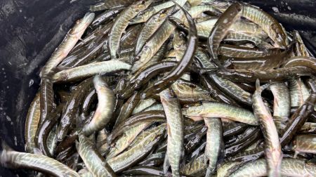 Jēkabpils novada ūdenstilpēs papildināti zivju resursi 