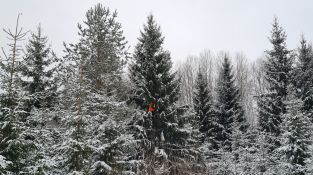 Izvēlēta un no meža atvesta Jēkabpils pilsētas galvenā Ziemassvētku egle
