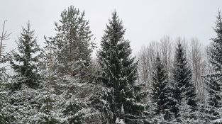 Izvēlēta un no meža atvesta Jēkabpils pilsētas galvenā Ziemassvētku egle