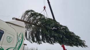 Izvēlēta un no meža atvesta Jēkabpils pilsētas galvenā Ziemassvētku egle