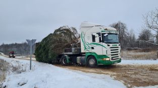 Izvēlēta un no meža atvesta Jēkabpils pilsētas galvenā Ziemassvētku egle