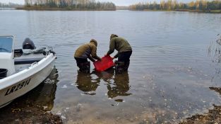 Zivju mazuļu laišana Radžu ūdenskrātuvē