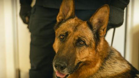 Mūžībā aizgājis Valsts policijas suns Darvins