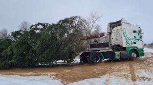Izvēlēta un no meža atvesta Jēkabpils pilsētas galvenā Ziemassvētku egle