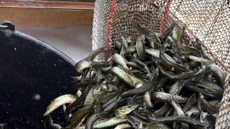 Jēkabpils novada ūdenstilpēs papildināti zivju resursi 