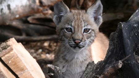 Jēkabpils novada iedzīvotāji aicināti izvēlēties vārdu lūšu mazulītei 