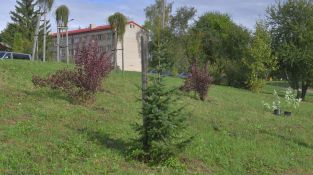 Jēkabpilī iestādīti 40 ceriņi