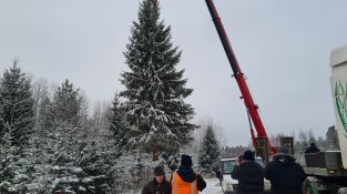 Izvēlēta un no meža atvesta Jēkabpils pilsētas galvenā Ziemassvētku egle