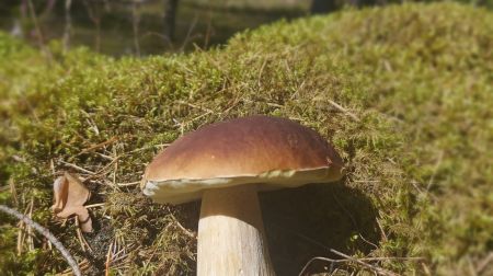 Sēņošanas un ogošanas entuziasti dodas dabā