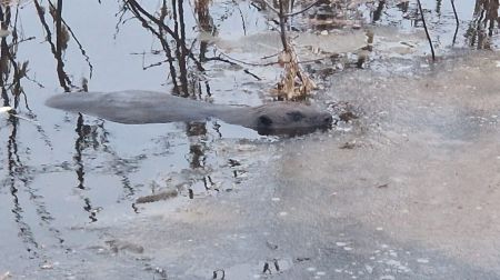 Plūdi Jēkabpilī. 13.01.2023.