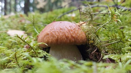 Sēņošanas un ogošanas entuziasti dodas dabā