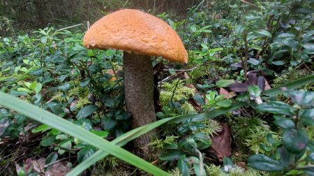 Sēņošanas un ogošanas entuziasti dodas dabā