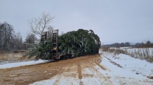 Izvēlēta un no meža atvesta Jēkabpils pilsētas galvenā Ziemassvētku egle