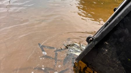 Jēkabpils novada ūdenstilpēs papildināti zivju resursi 