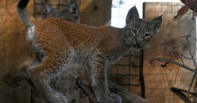 Pa&scaron;valdība gaida ierosinājumus Rīgas zoodārza lū&scaron;u meitenes vārdam