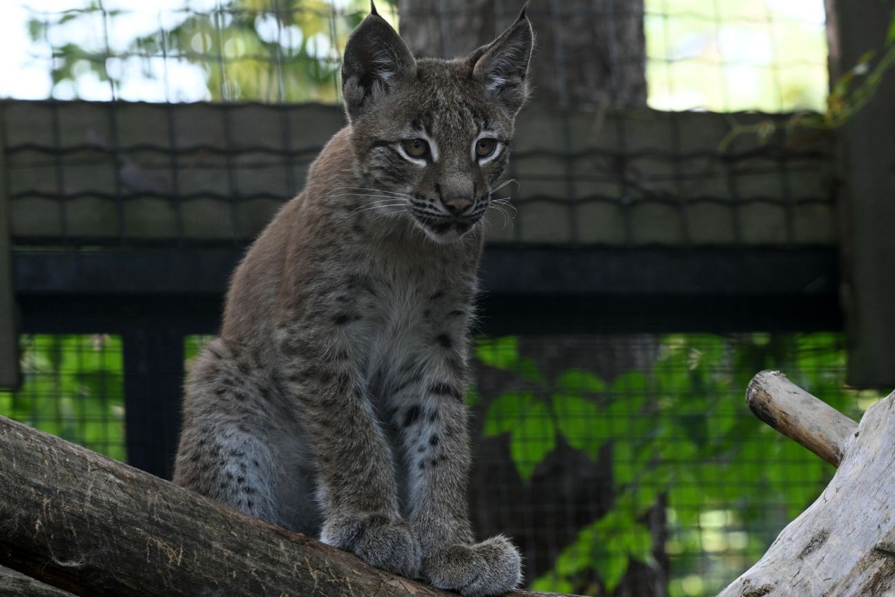 Rīgas zoodārza lūšu meitenei izvēlēts vārds – Dora