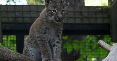 Rīgas zoodārza lū&scaron;u meitenei izvēlēts vārds &ndash; Dora