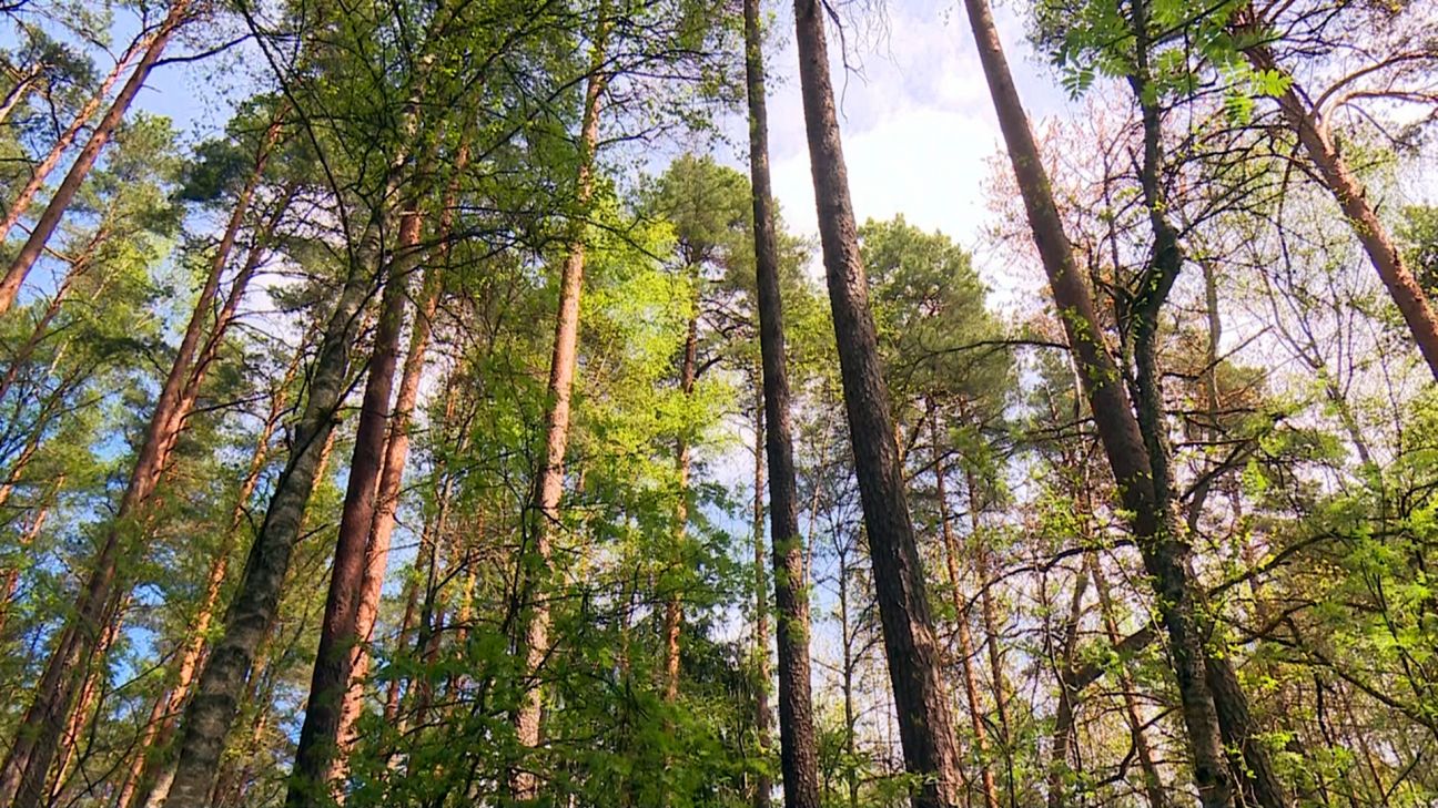 Aizkraukles novadā mežā apmaldās cilvēks