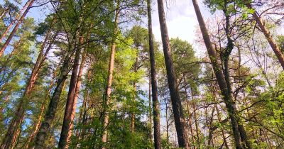 Aizkraukles novadā mežā apmaldās cilvēks