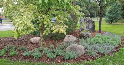 Jēkabpils reģionālās slimnīcas vēsturisko akmeni pārcels redzamākā vietā
