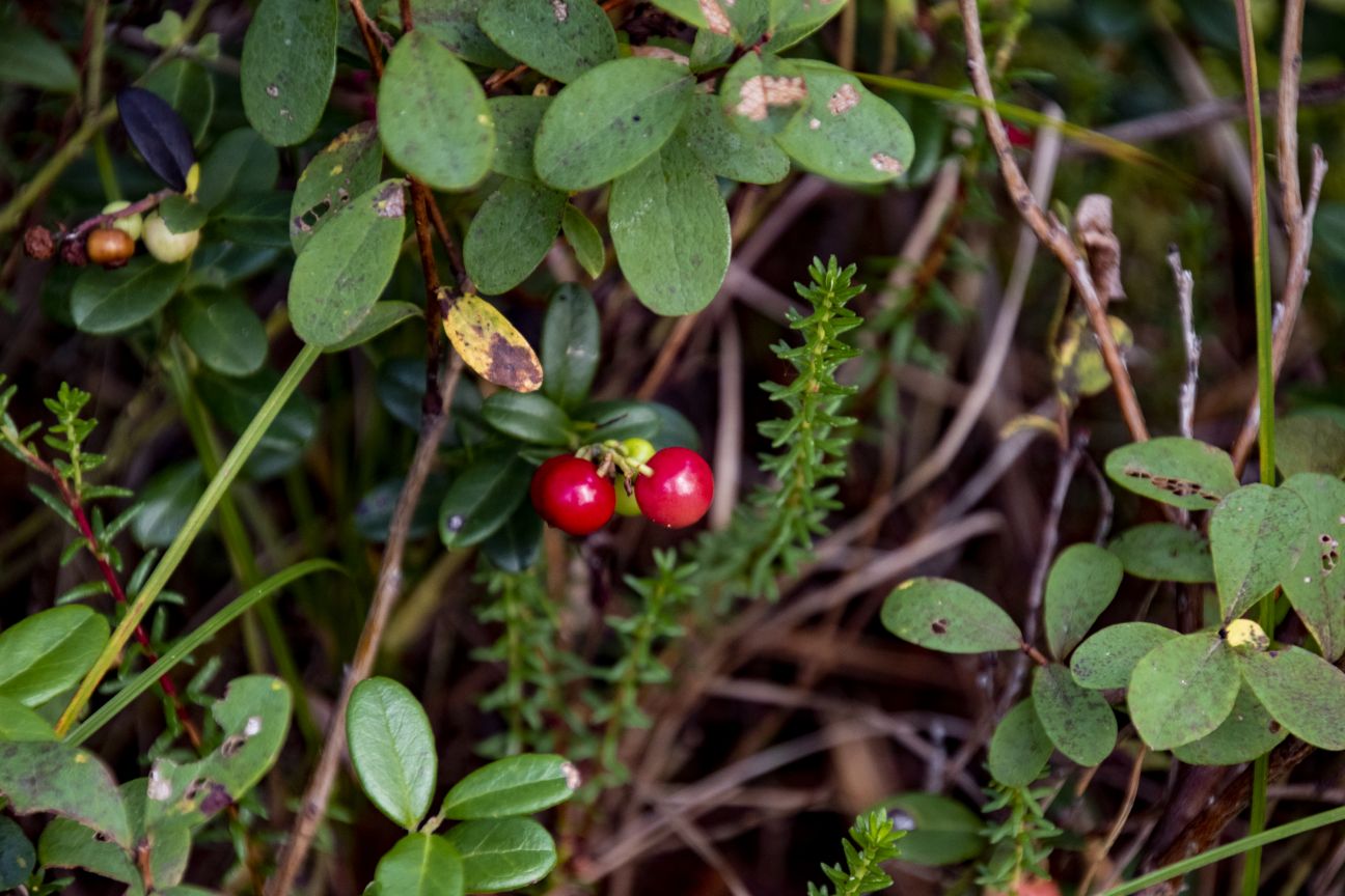 Ierobežojumi dzērveņu lasīšanai Teiču purvā