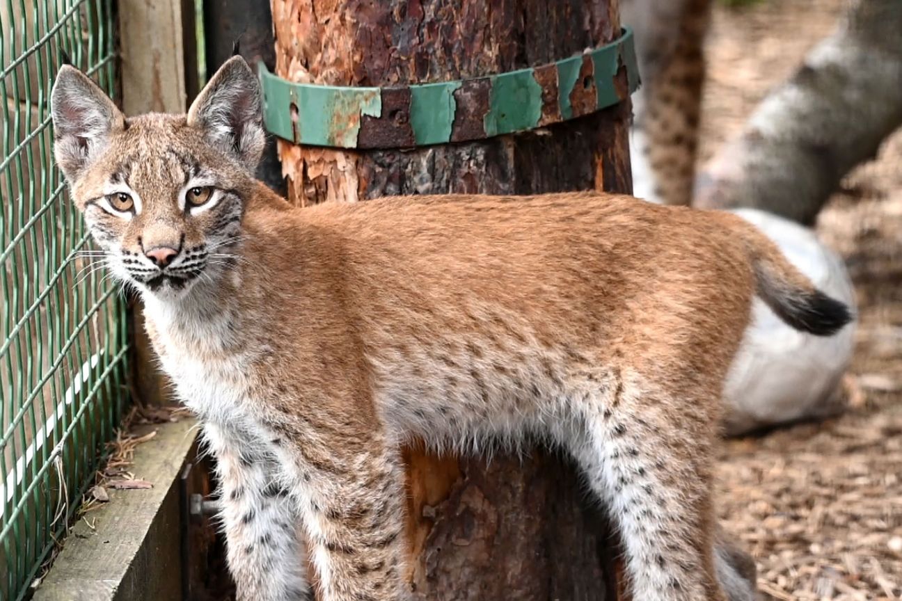 Nosvinēti lūsenītes Doras vārda došanas svētki