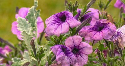 Beigusies akcija &ldquo;Pavasara sveiciens rudenim&rdquo;