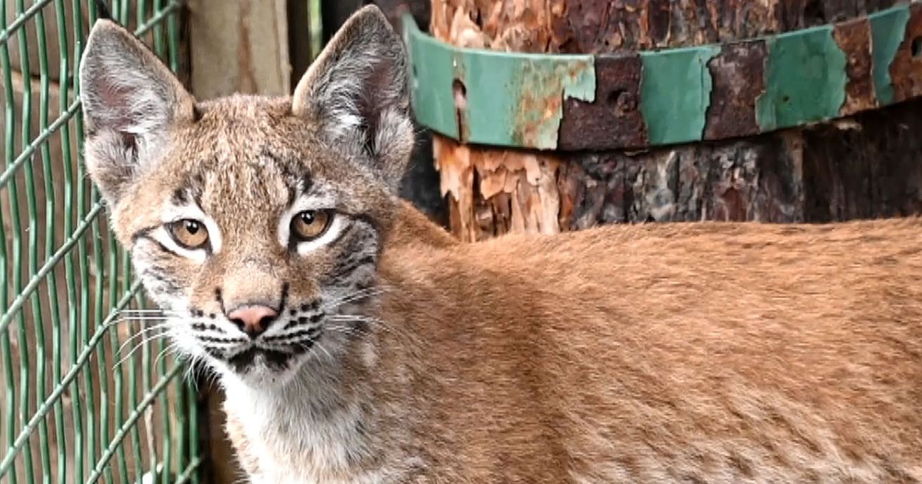 Nosvinēti lūsenītes Doras vārda do&scaron;anas svētki