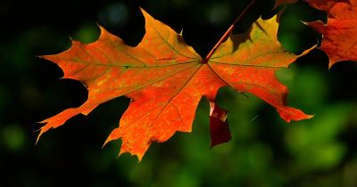 Jēkabpilī arī &scaron;ogad rudens lapas izvedīs bez maksas
