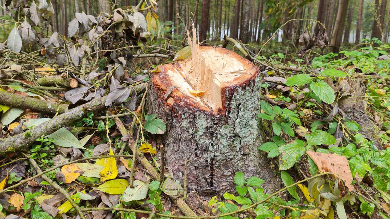 Jēkabpils novada pašvaldībai problēmas iegūt malku no saviem īpašumiem