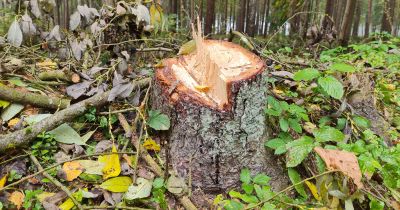 Jēkabpils novada pa&scaron;valdībai problēmas iegūt malku no saviem īpa&scaron;umiem