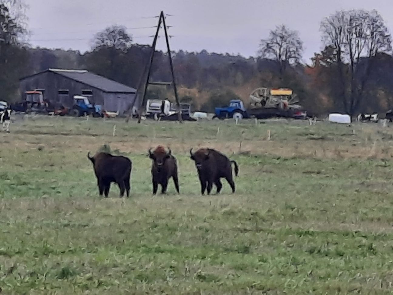 Rožupes pagastā klaiņo sumbri