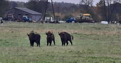 Rožupes pagastā klaiņo sumbri
