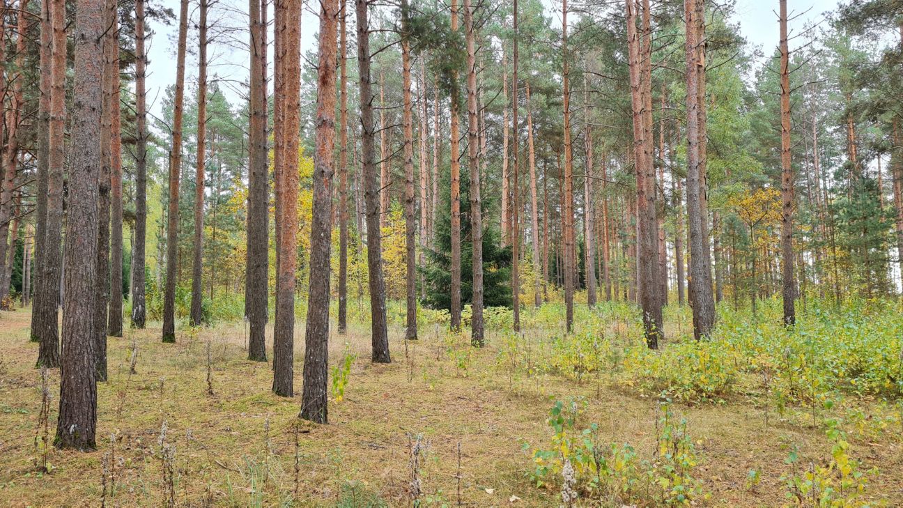 Sāksies sabiedriskā apspriešana par Jēkabpils Mežaparka attīstību