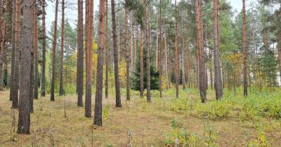 Sāksies sabiedriskā apsprie&scaron;ana par Jēkabpils Mežaparka attīstību