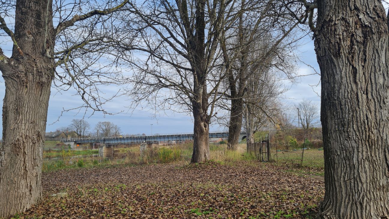 Līvānos spriedīs par papeļu nākotni