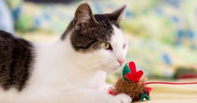 Suņu un kaķu rotaļlietas &ndash; izgatavojiet tās pa&scaron;i!