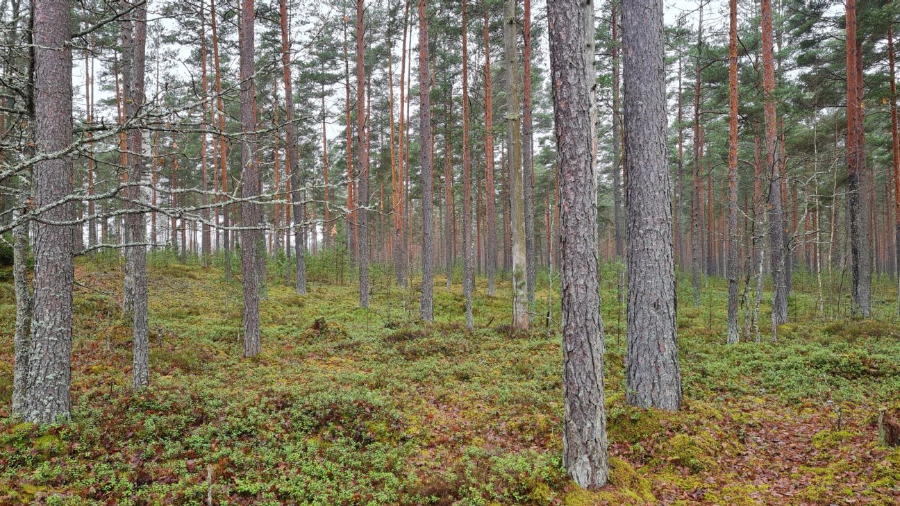 Teiču dabas rezervātā patvaļīgi nozāģēti koki