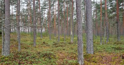 Teiču dabas rezervātā patvaļīgi nozāģēti koki
