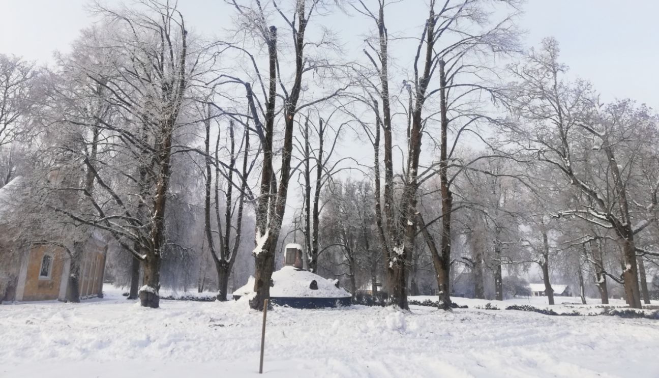 Sakopti koki pie pieminekļa kritušajiem Augškurzemes partizāniem