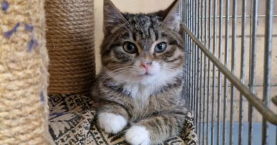 Jēkabpils Dzīvnieku patversme gaida ziedojumus