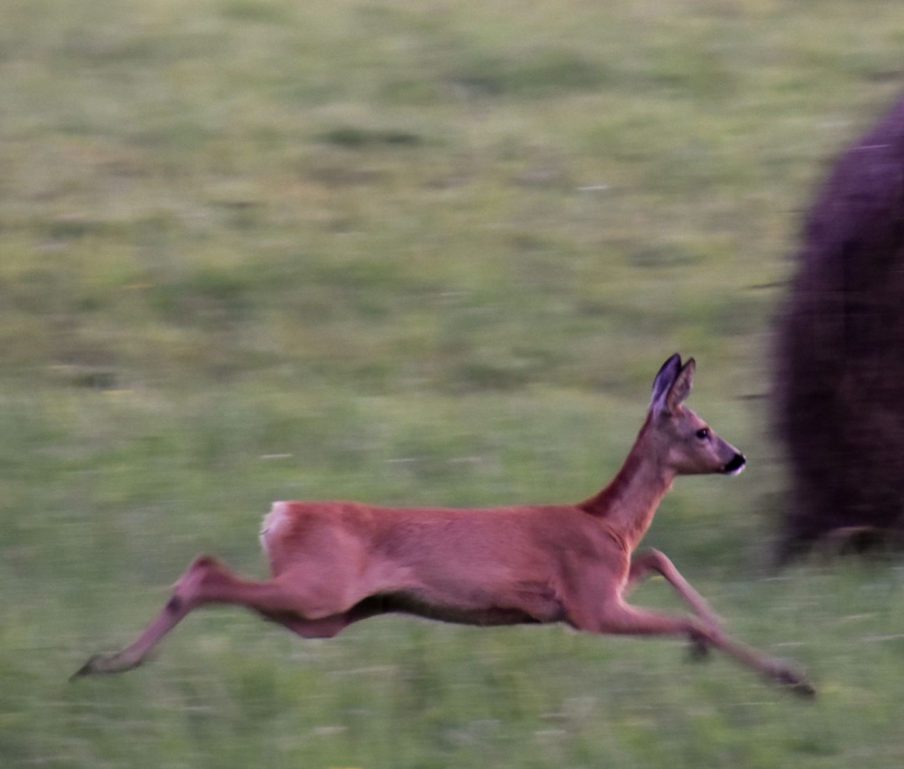 Aizkraukles novadā notikušas divas auto sadursmes ar stirnām