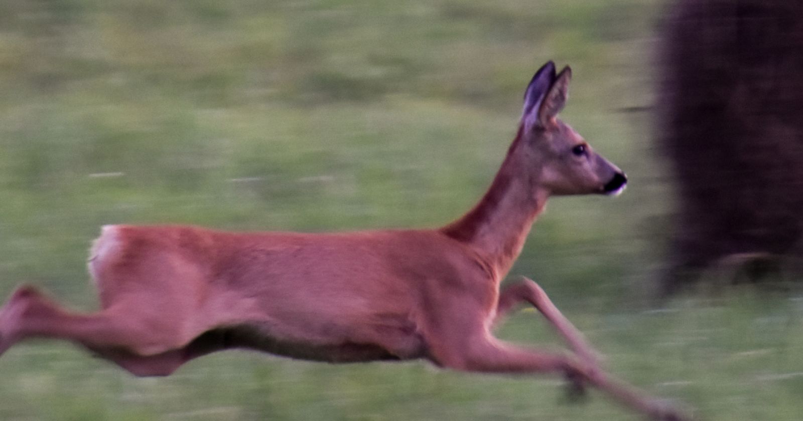 Aizkraukles novadā notiku&scaron;as divas auto sadursmes ar stirnām