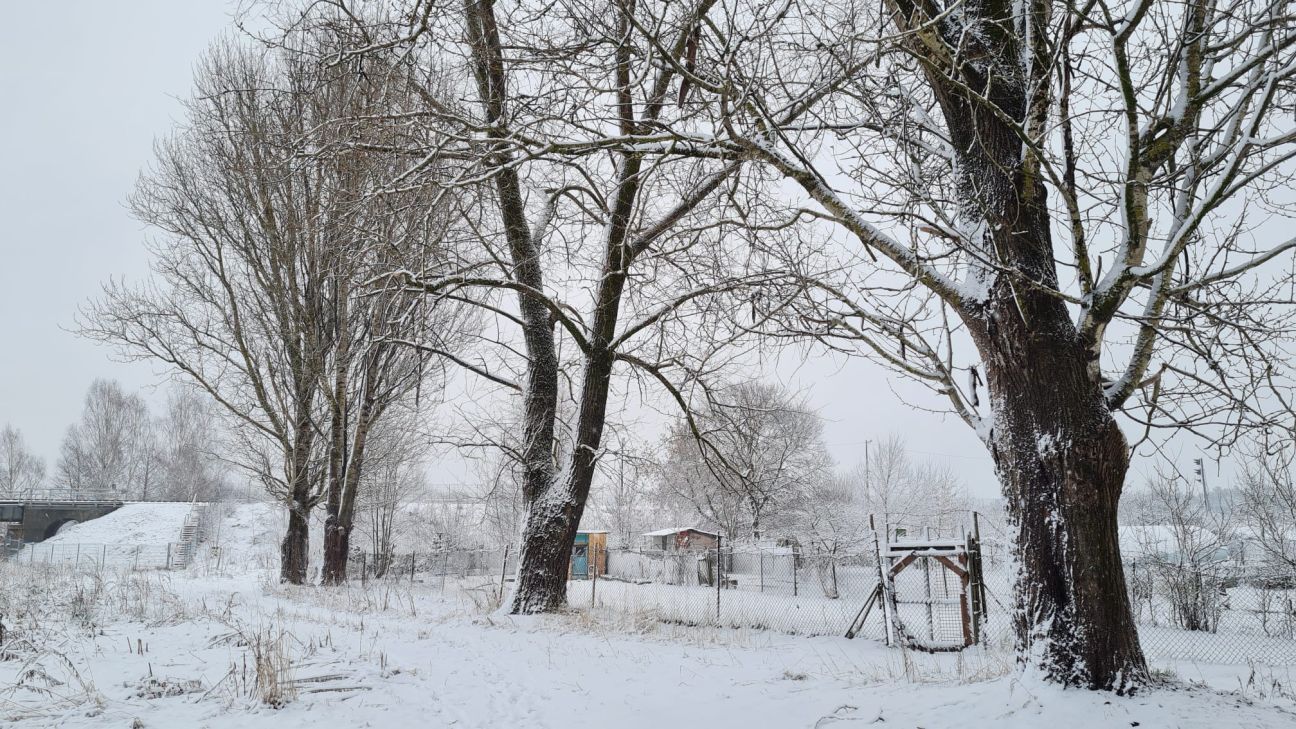 Līvānieši neatbalsta balto apšu izciršanu Dubnas krastos