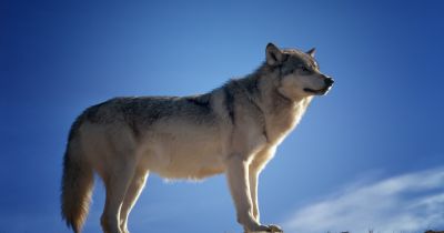 Vilku medības &scaron;ajā sezonā turpmāk atļautas tikai ar ikreizēju pieteik&scaron;anu