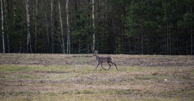 Neretas pagastā ugunsdzēsēji izglābj stirnu