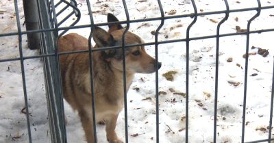 Jēkabpilie&scaron;i aicināti aizpildīt aptauju par Jēkabpils dzīvnieku patversmi
