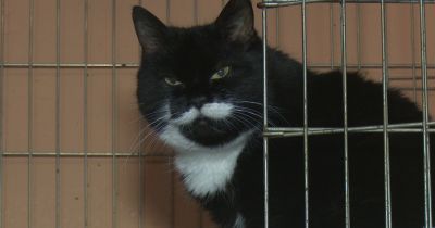 Jēkabpils dzīvnieku patversme aicina adoptēt dzīvnieku &ndash; senioru