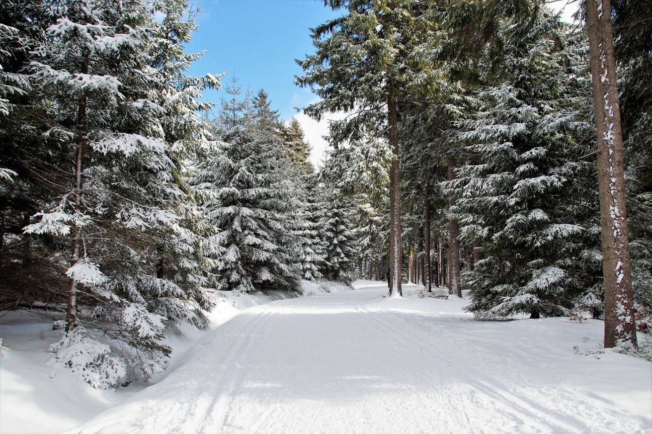 Jēkabpilī būs seminārs par egļu astoņzobu mizgraužu izplatību