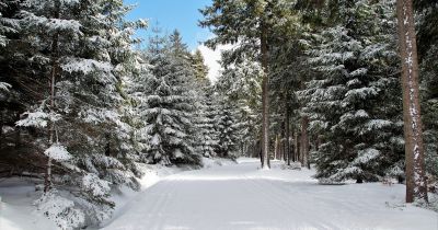 Jēkabpilī būs seminārs par egļu astoņzobu mizgraužu izplatību